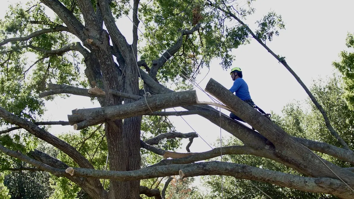 Professional Hazardous Tree Removal performed by certified arborists in Colonial Beach